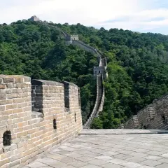 La Gran Muralla China serpentea por colinas boscosas. Su extensión es asombrosa, un testimonio de la historia.