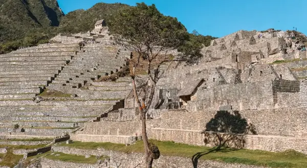 Terrazas de piedra y ruinas incas en Machu Picchu, con un árbol solitario proyectando su sombra.