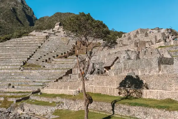 Terrazas de piedra y ruinas incas en Machu Picchu, con un árbol solitario proyectando su sombra.